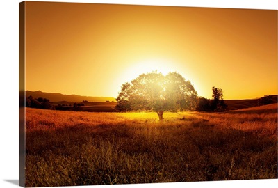 Tree of sun