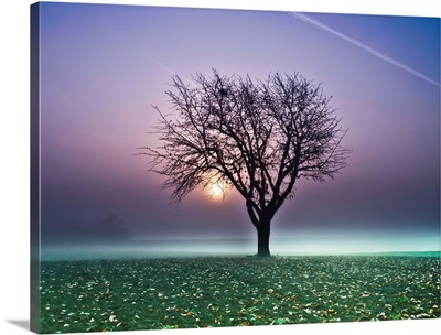 Tree on green field with fog and sun in background.