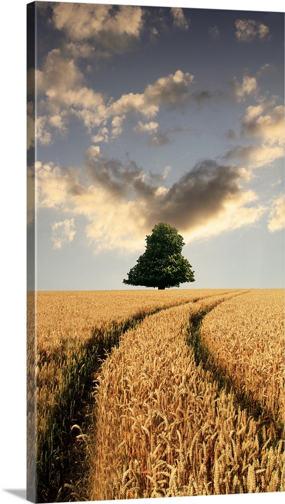 Lone tree on hill of ripening wheat, two wheel tramlines lead into distance.