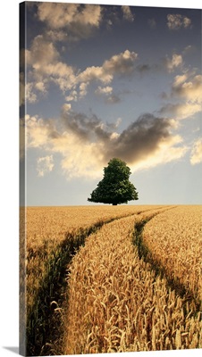 Tree on Harvest Skyline