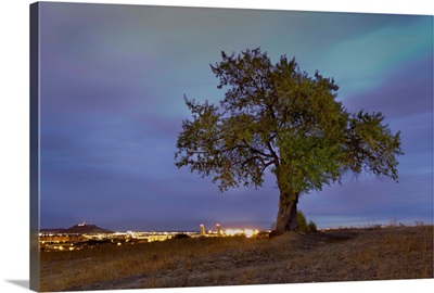Tree outside a city in Spain at dusk