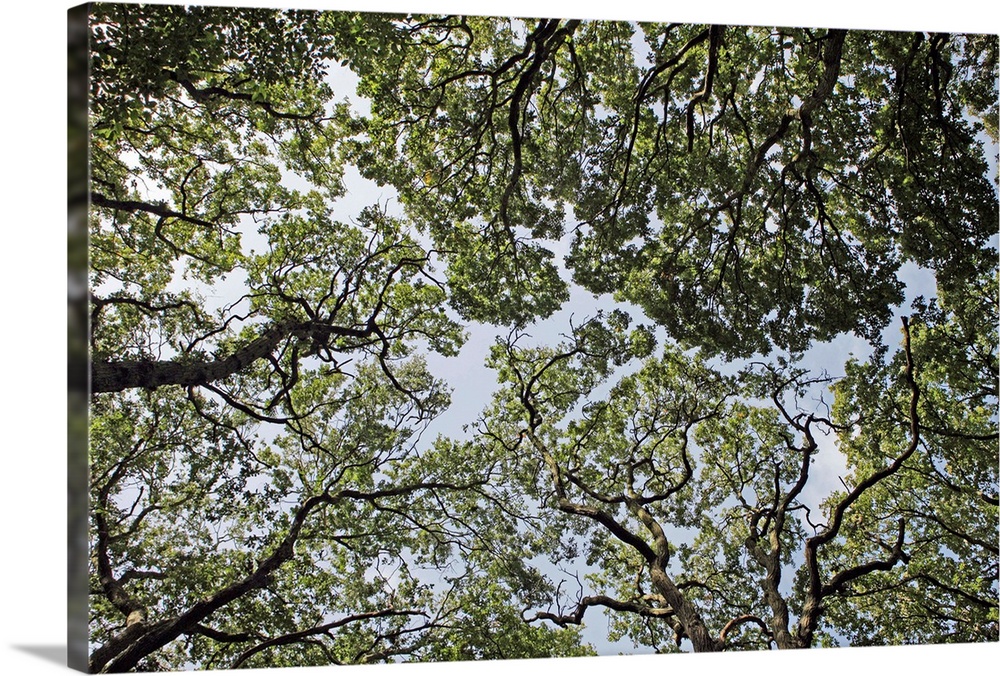 Tree tops viewed from ground level.