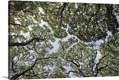 Tree tops viewed from ground level.
