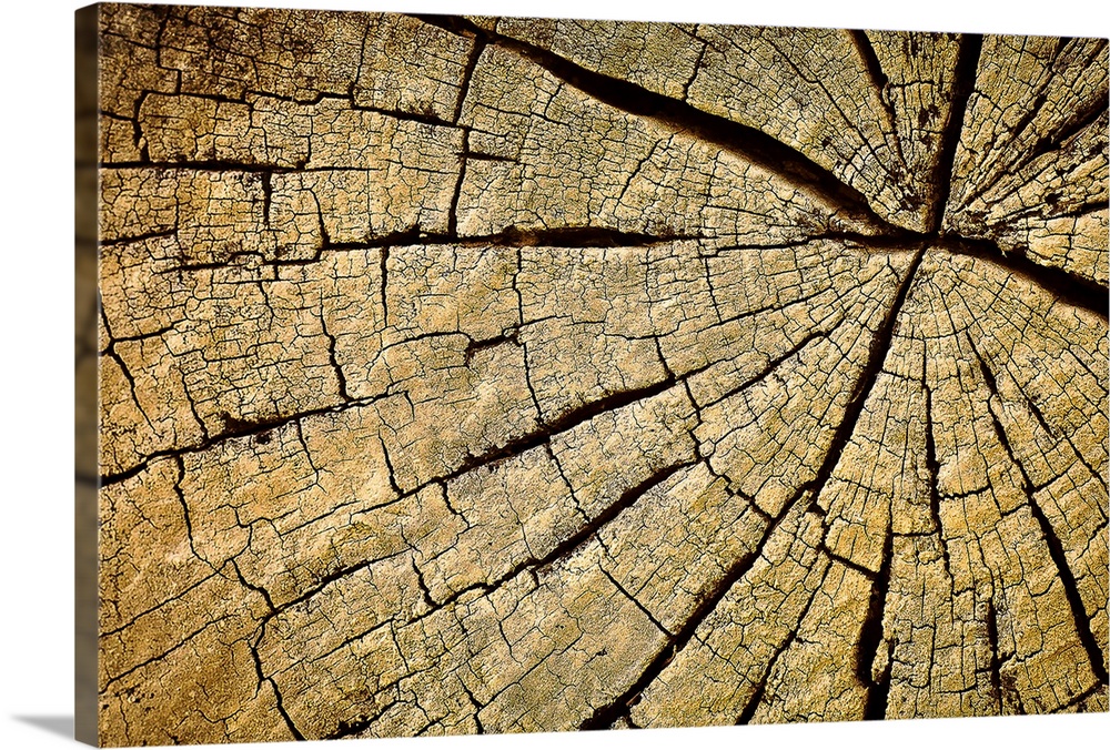 Up-close photograph of rings and cracks in wood.