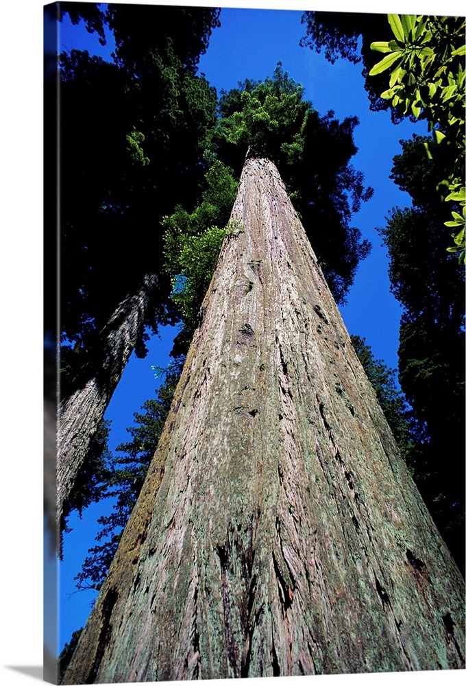 Tree Trunk Of Coastal Redwood