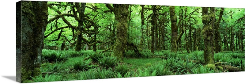 Tree Trunks And Ferns On Forest Floor, Washington State, Usa 