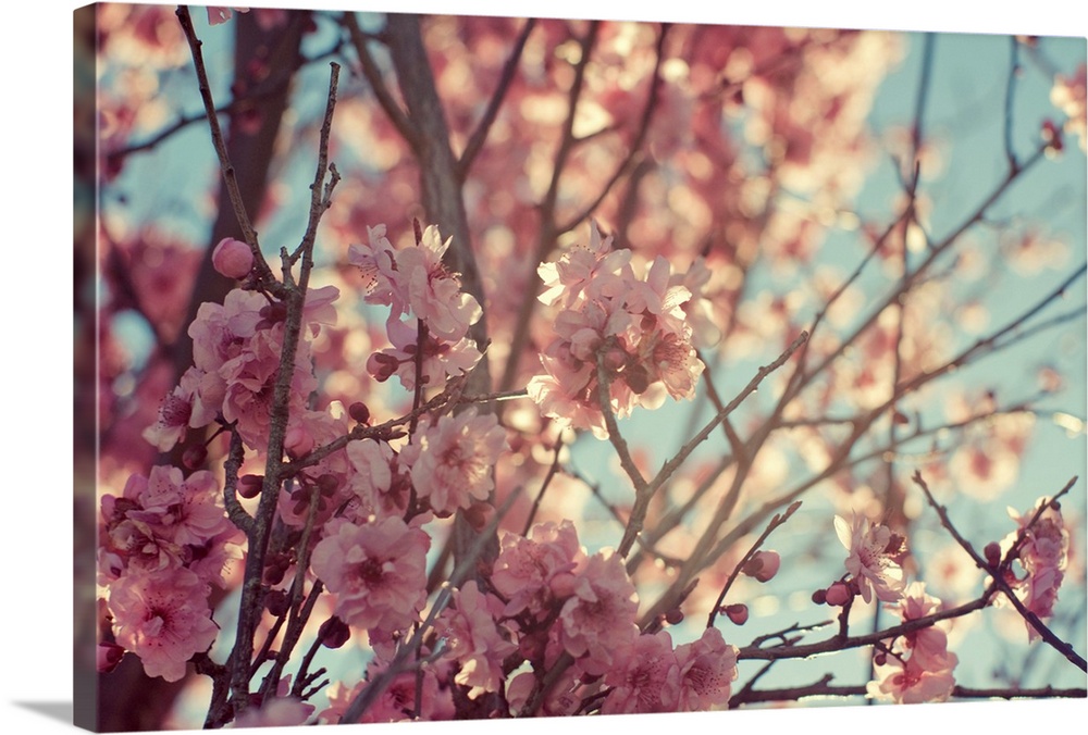 Tree with spring cherry, sakura blossom.