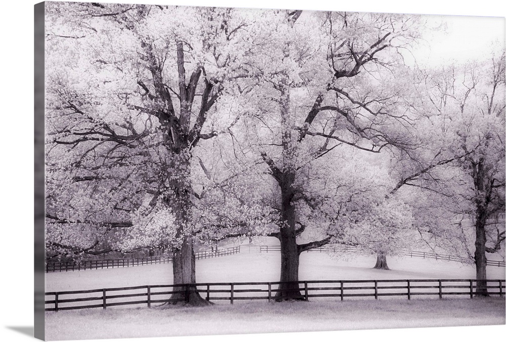 Trees And Fence In Snowy Field