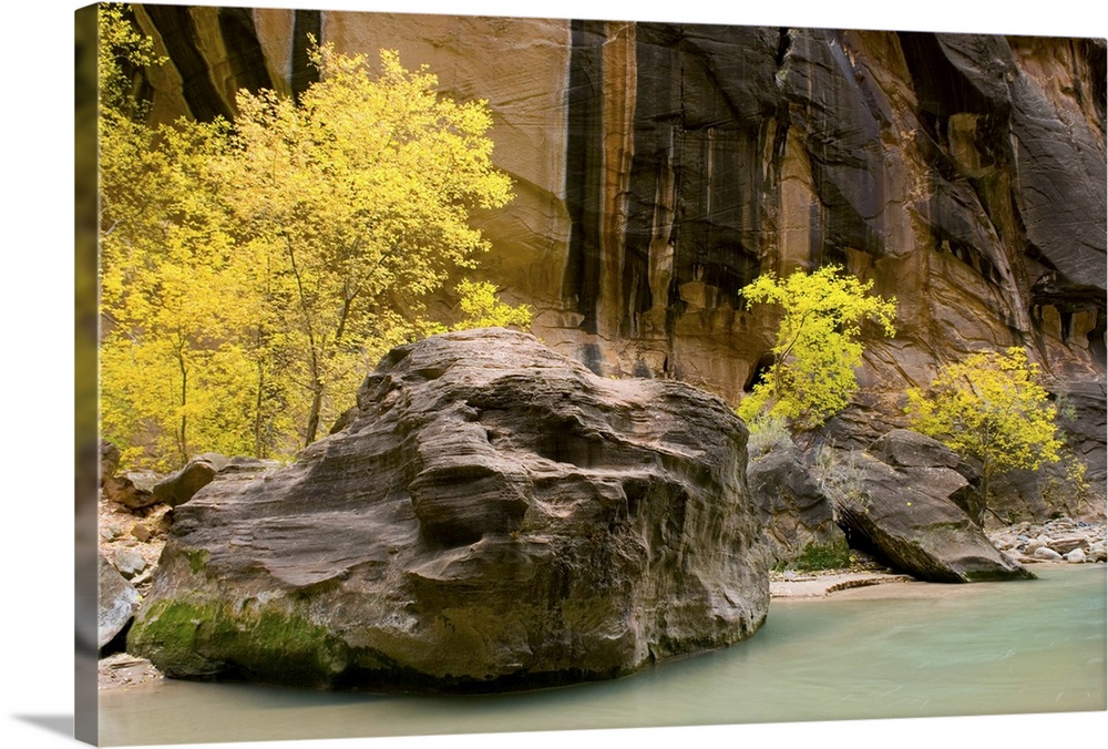 Trees displaying fall foliage in the Zion Canyon Narrows, Zion National Park, Utah. USA