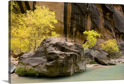 Trees displaying fall foliage in the Zion Canyon Narrows, Utah