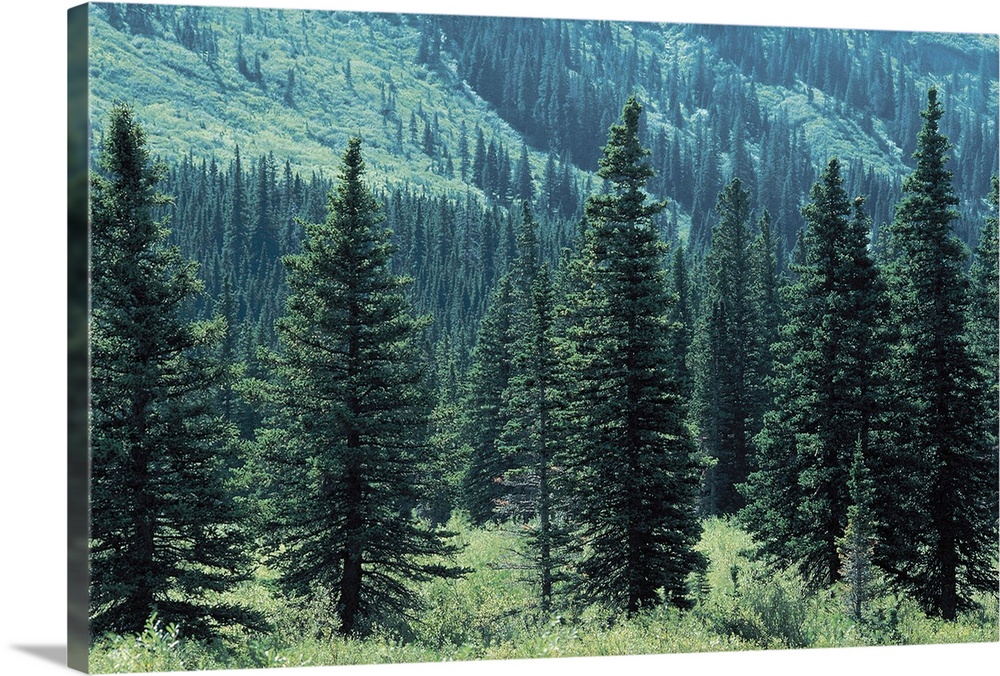 Trees in Glacier National Park , Montana