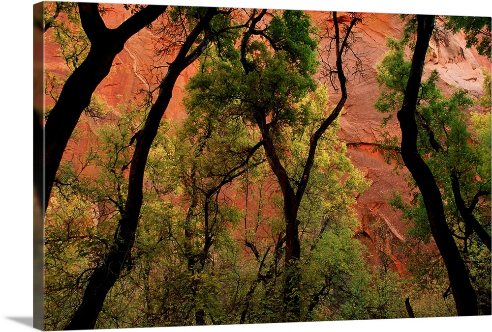 Trees In Zion National Park