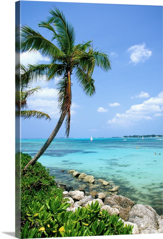 Docor for the home or office of a palm tree hanging over crystal clear water and rocks lining the edge on the coast.