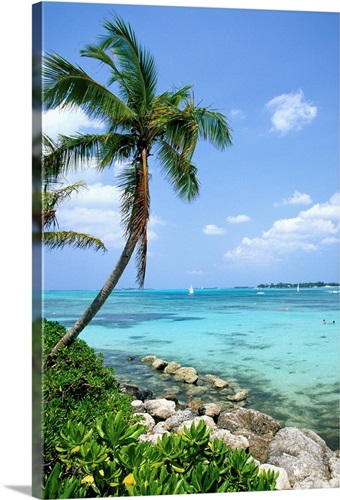 Tropical beach with palm trees and clear blue water, Bahamas Wall Art ...