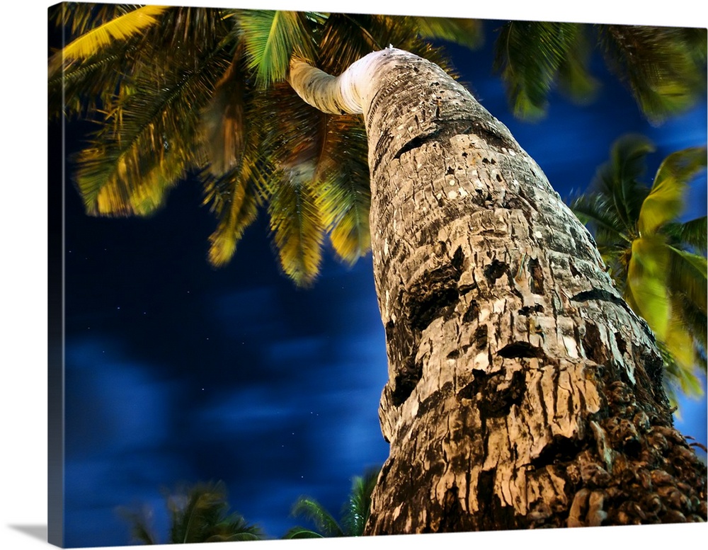 Moonlight and the soft light from a Beautiful curve and detailed scarring on trunk. Tropical palm tree night shot.