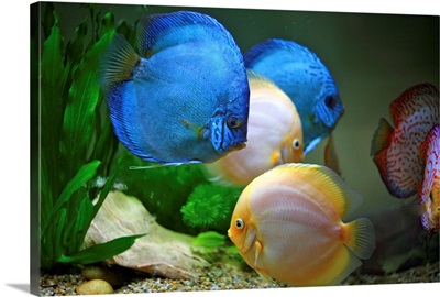 Tropical Fish in water.