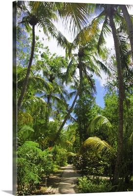 Tropical garden path