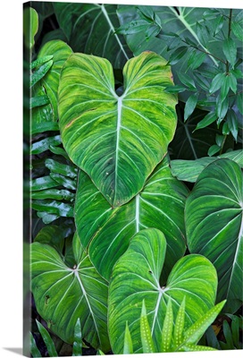 Tropical Gardens with Philodendrons