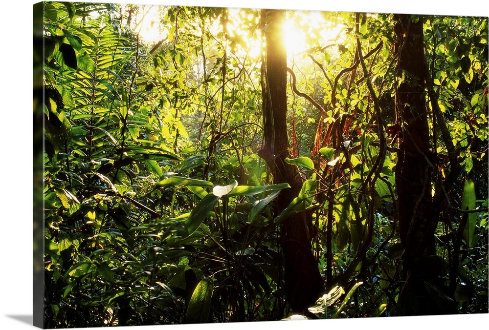 The sun lights up the rainforest in Soberania National Park, near the Panama Canal.