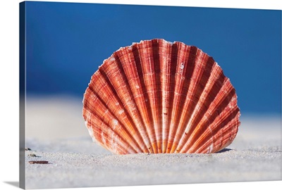 Tropical seashell standing tall in sand, on white beach with blue ocean, Australia.