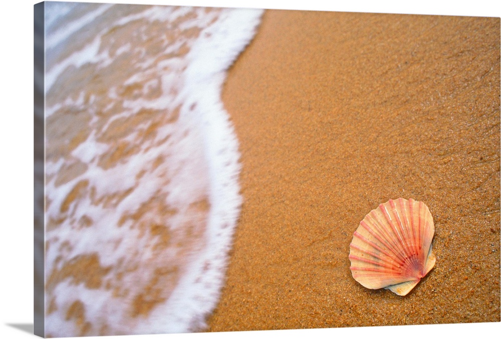 Tropical shell on shoreline