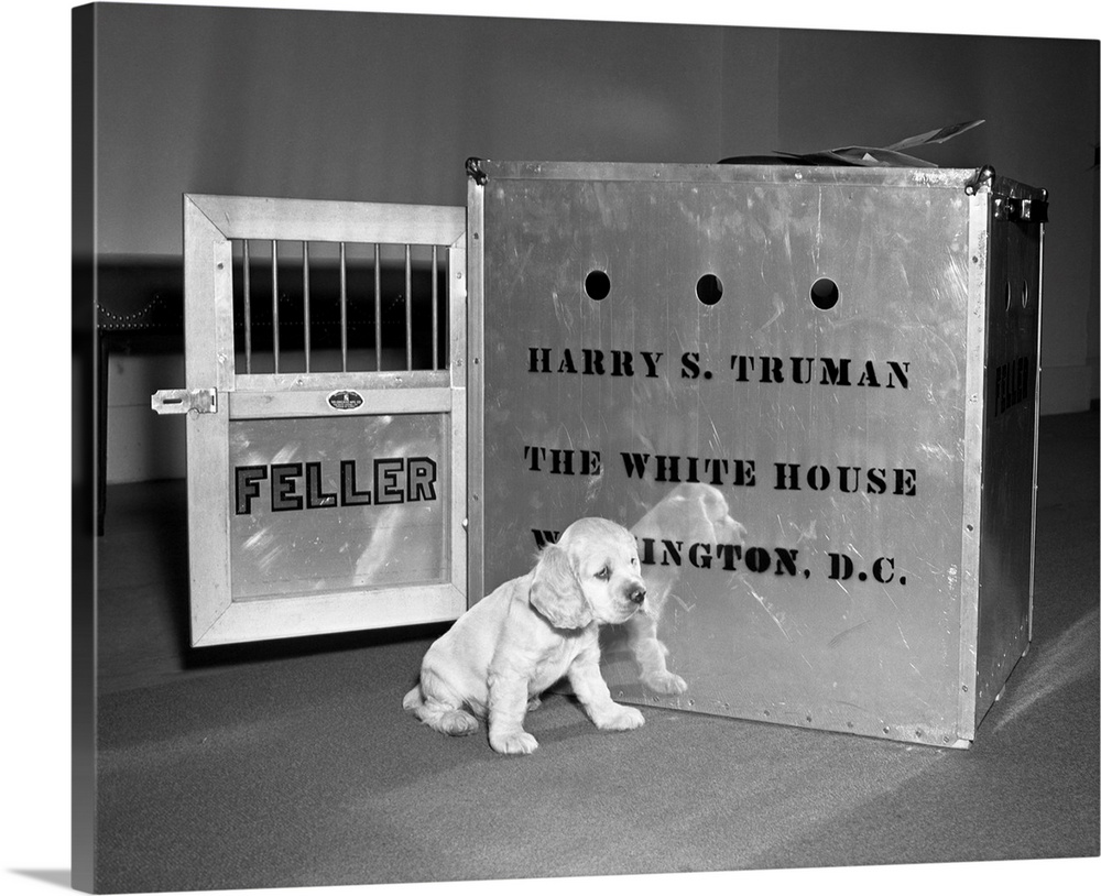 President Truman's new pup Feller, 6-week-old silver buff cocker spaniel seems bored despite the attention he is getting f...