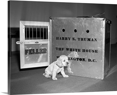 Truman's New Pup Feller Poses at White House