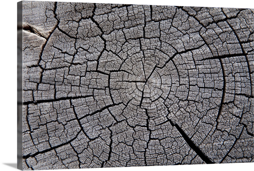 Trunk of a fallen tree after fire in Yellowstone National Park