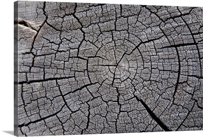 Trunk of a fallen tree after fire in Yellowstone National Park