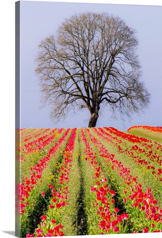 Tulip fields and a lone oak tree located near Woodburn, Oregon Great