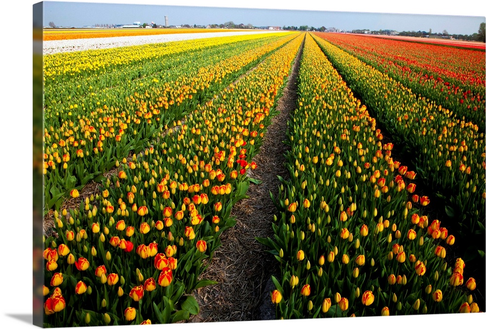 Tulip fields springtime in and around Lisse, Netherlands springtime in full bloom