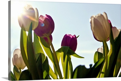Tulips against blue sky, Germany