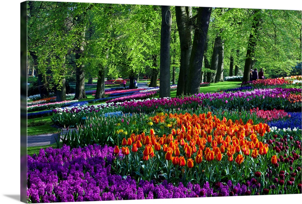 Tulips And Hyacinth In Keukenhof Gardens
