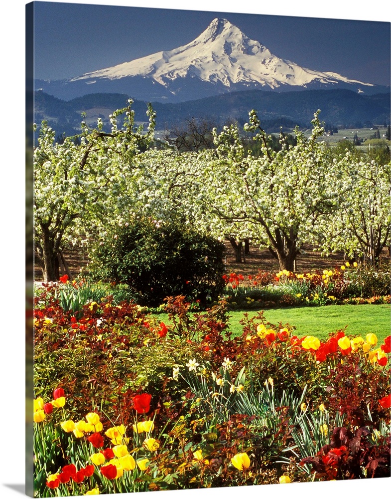 Tulips and pear orchard in bloom below Mt. Hood in the Hood River Valley, Oregon.