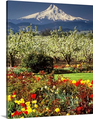 Tulips And Pear Orchard Below Mt. Hood