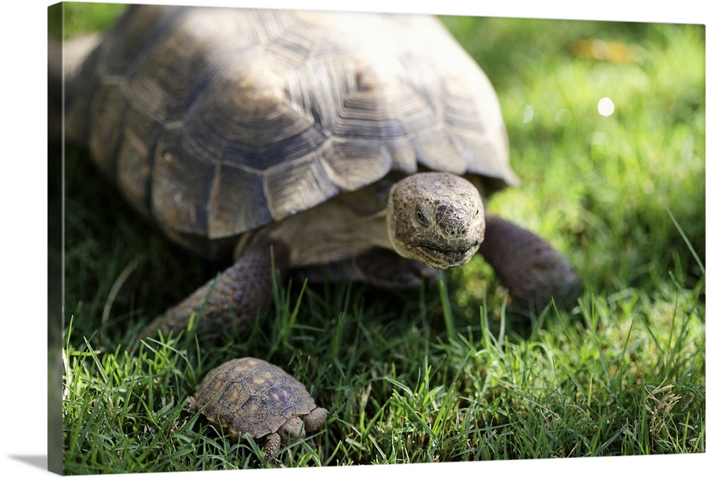 Turtle and tortoise on green grass.