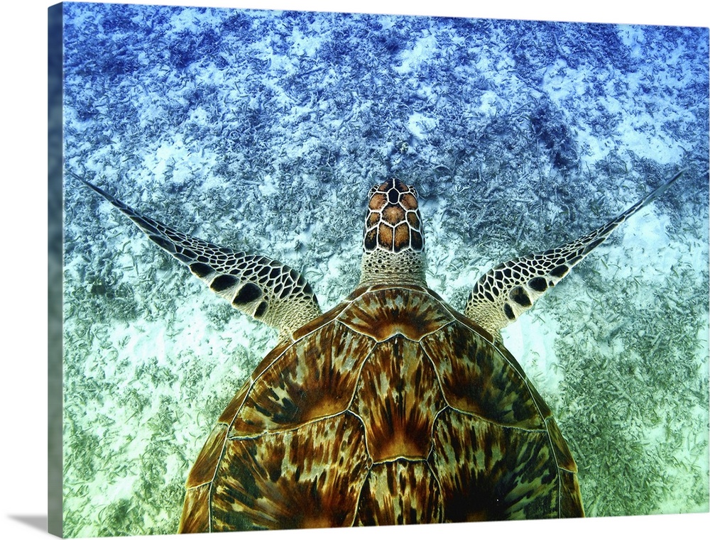 A young Hawksbill Sea Turtle swims along the seabed of Akajima, Okinawa, Japan.