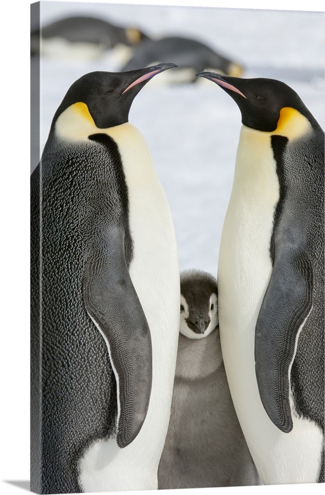 Two adult Emperor penguins and a baby chick nestling between them.