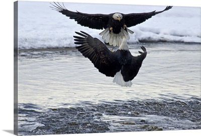 Two bald eagles fighting midair