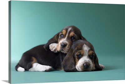 Two Basset Hound Puppies