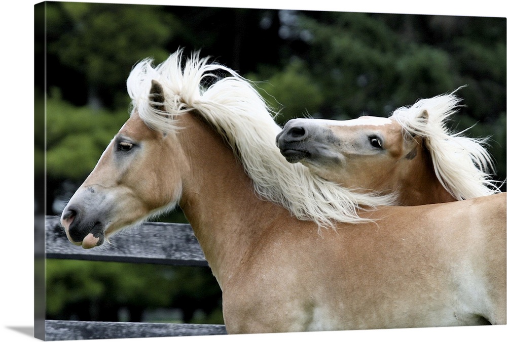 Two young Haflinger mares run together in a field.