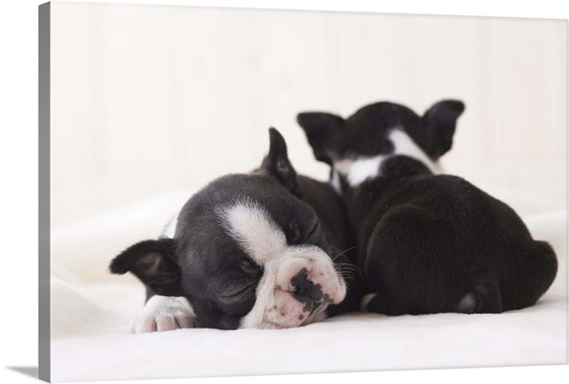 Two boston terrier cuddling Great Big Canvas