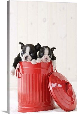 Two boston terrier fawning in a bucket
