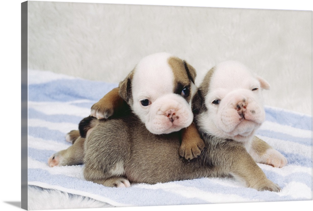 Two bulldog puppies on towel