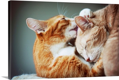 Two cats embrace and lick each other.