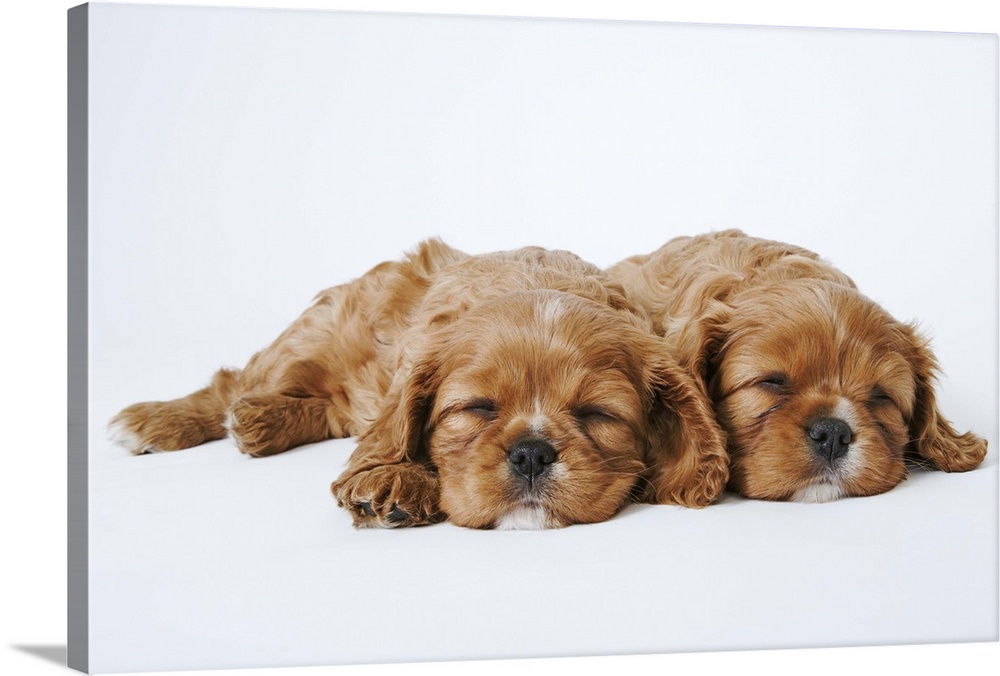 Two Cavalier King Charles Spaniel puppies sleeping in studio
