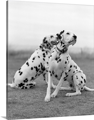 Two dalmatians sitting and watching.