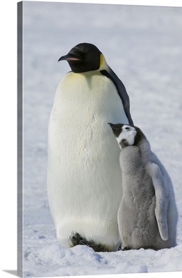 Two Emperor penguins, an adult bird and a chick, side by side, on the ice