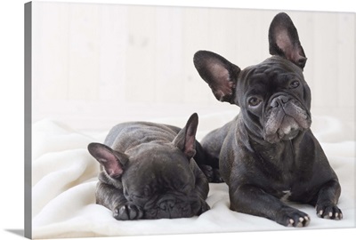 Two french bulldog snuggling on a blanket