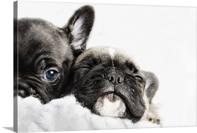 Two French bulldogs puppies snuggled up together in a white fleece